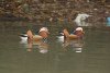 Mandarin Duck at Friars Park (Steve Arlow) (121651 bytes) Mandarin Duck at Friars Park (Steve Arlow) (121651 bytes)